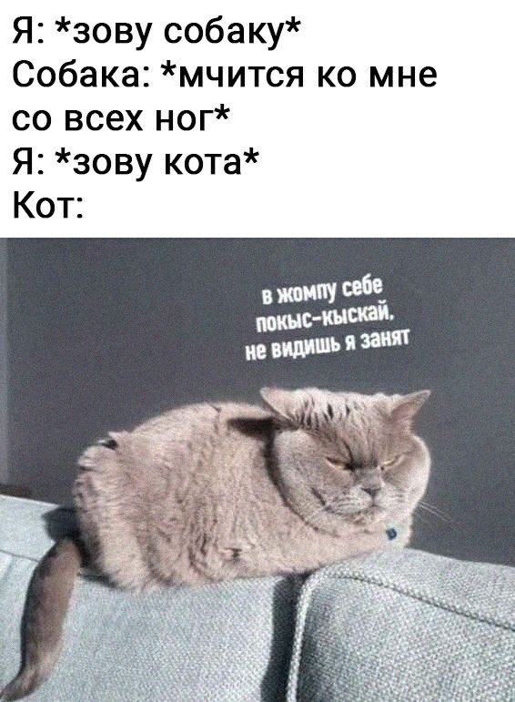 Зов кота