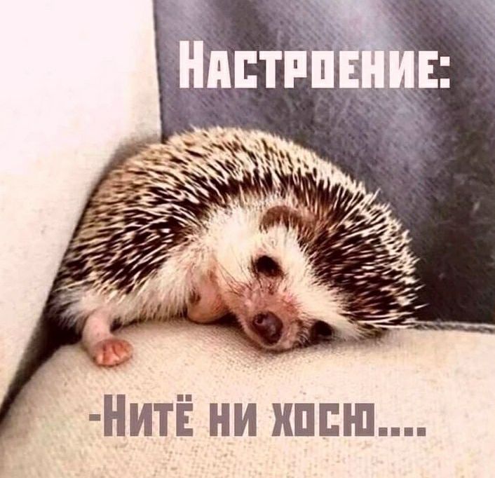 НитЁ ни идиш