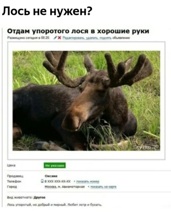 Лось не нужен Отдам упоротого лося в хорошие руки кщ____сг __