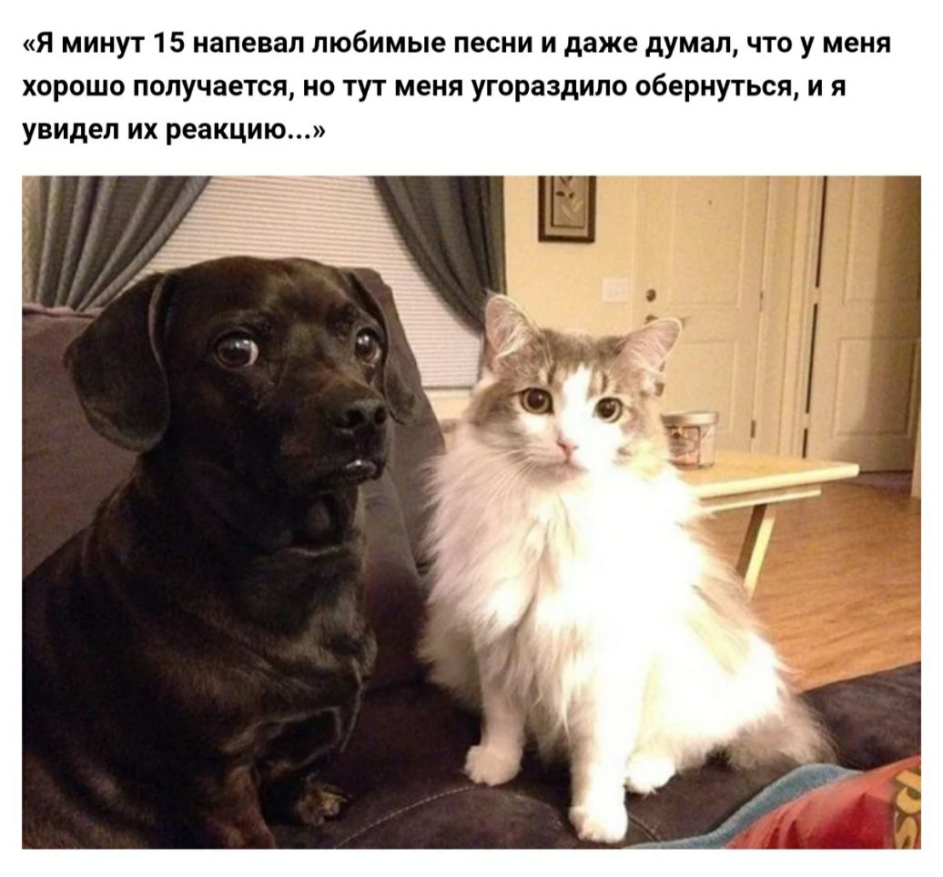 Я минут 15 напевал любимые песни и даже думал что у меня хорошо получается но тут меня угораздило обернуться и я увидел их реакцию