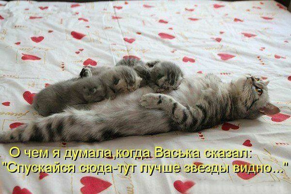 Спу_аі1 1 сіина ггг11_іэіёзгі ь