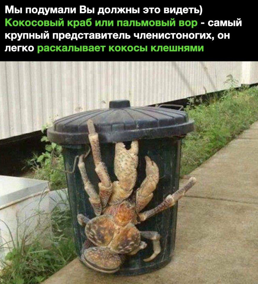 Мы подумали Вы должны это видеть Кокосовый краб или пальмовый вор самый крупный представитель членистоногих он легко раскалывает кокосы клешнями