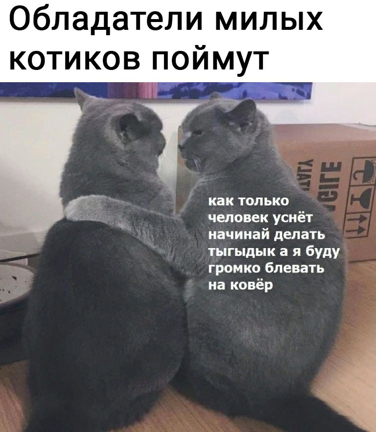Обладатели милых котиков как только человек уснёт начинай делать тыгыдык а я буду громко блевать на ковёр