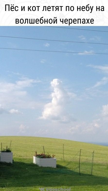 Пёс и кот летят по небу на волшебной черепахе