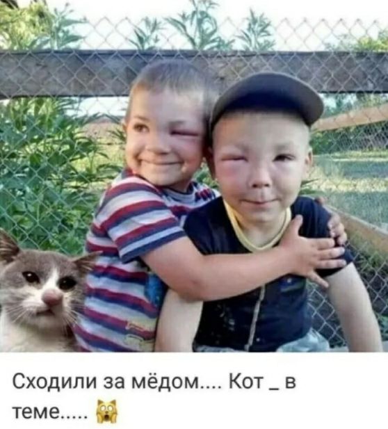 Сходили за мёдом Кот _ в теме И