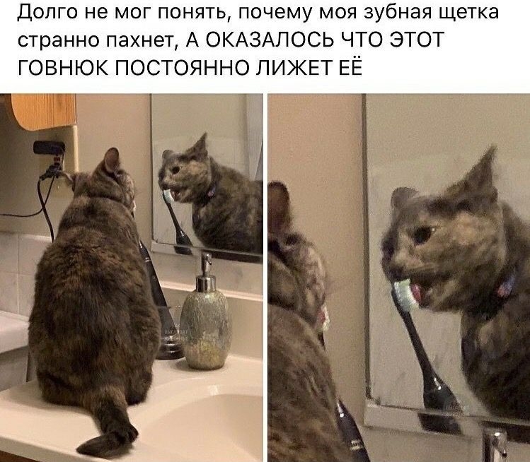 Долго не мог понять почему моя зубная щетка странно пахнет А ОКАЗАЛОСЬ ЧТО ЭТОТ ГОВНЮК ПОСТОЯННО ЛИЖЕТ ЕЁ