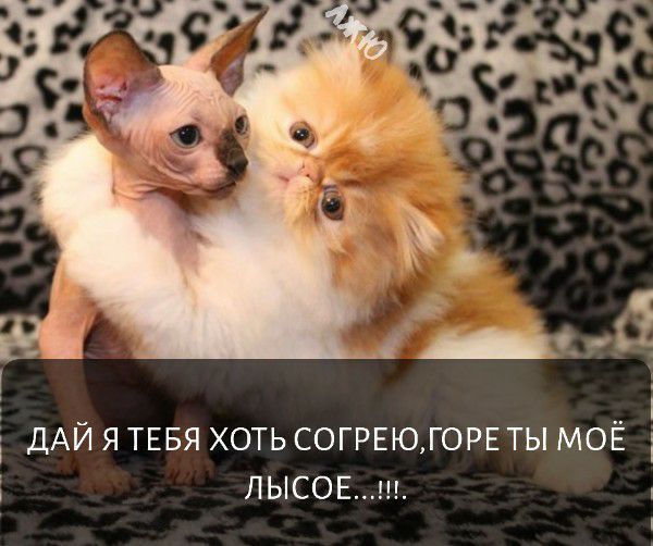 ДАЙ Я ТЕБЯ ХОТЬ СОГРЕЮ ГОРЕ ТЫ МОЁ і і ЛЫСОЕш