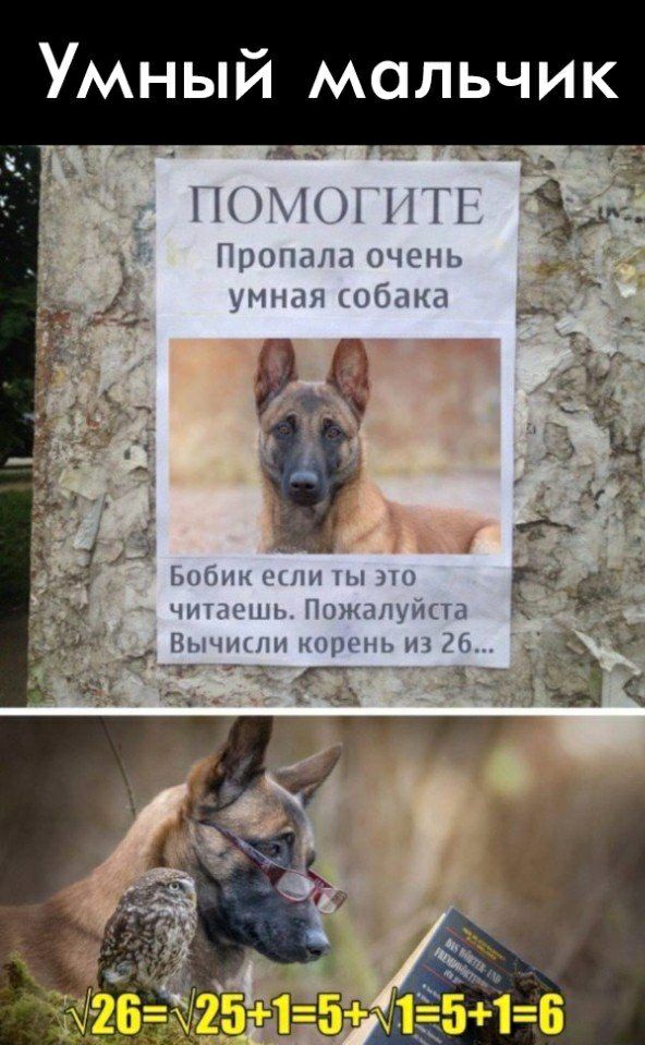 Умный мальчик _ ним ПТГ Пропала очень умная собака п а г У _ м Ьоттк вы ты г чинит Пождпуииа Пычшли корень _