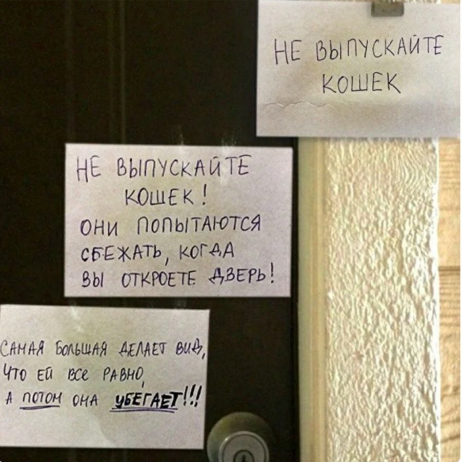 НЕ ЪЬ1ПЖкяхггс КОШЕК Пісг Мі ТЬ КОШЕК _ ОНИ ПОПЫТАЮТСЯ СБЕЖАТЬ когдд ЗЫ СГГКРОЕ гр дзЁРЬ 11 дн БСЪШтя 7 1 ЧШ СНА ШЁТ