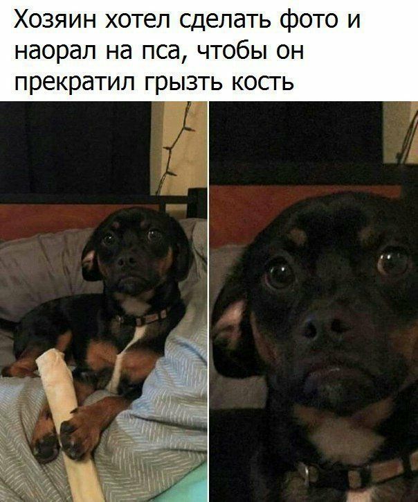 Хозяин хотел сделать фото и наорал на пса чтобы он прекратил грызть кость