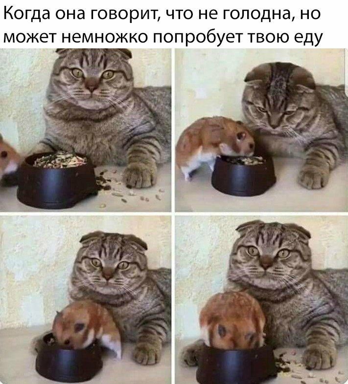 Когда она говорит что не голодна но может немножко попробует твою еду