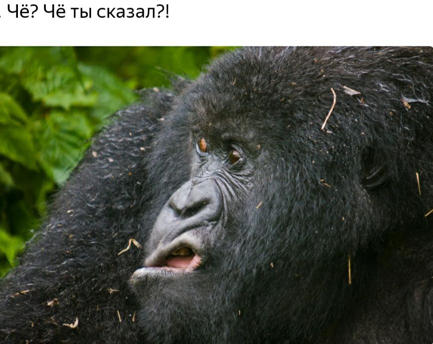 Че Чё ты сказал