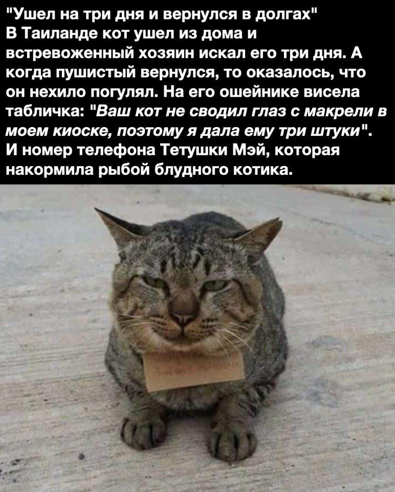 Ушел на три дня и вернулся в долгах В Таиланде кот ушел из дома и встревоженный хозяин искал его три дня А когда пушистый вернулся то оказалось что он нехило погулял На его ошейнике висела табличка Ваш кот не сводил глаз с макрели в моем киоске поэтому я дала ему три штуки И номер телефона Тетушки Мэй которая накормила рыбой блудного котика __