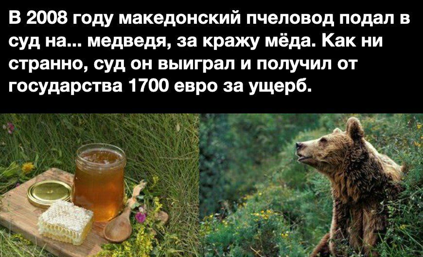 В 2008 году македонский пчеловод подал в суд на медведя за кражу мёда Как ни странно суд он выиграл и получил от государства 1700 евро за ущерб