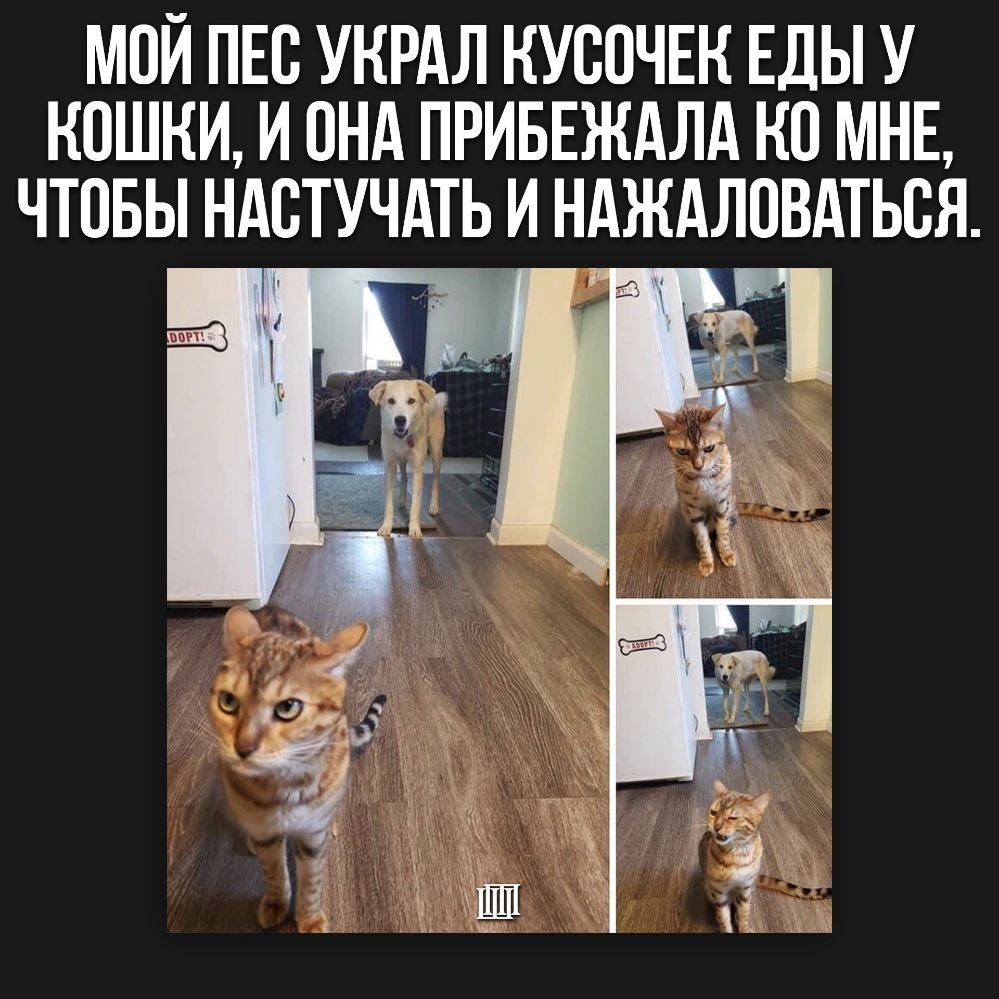МОЙ ПЕС УКРАЛ НУСПЧЕК ЕДЫ У КОШКИ И ПНА ПРИБЕЖАЛА КО МНЕ ЧТОБЫ НАСТУЧАТЬ И НАЖАЛОВАТЬСЯ