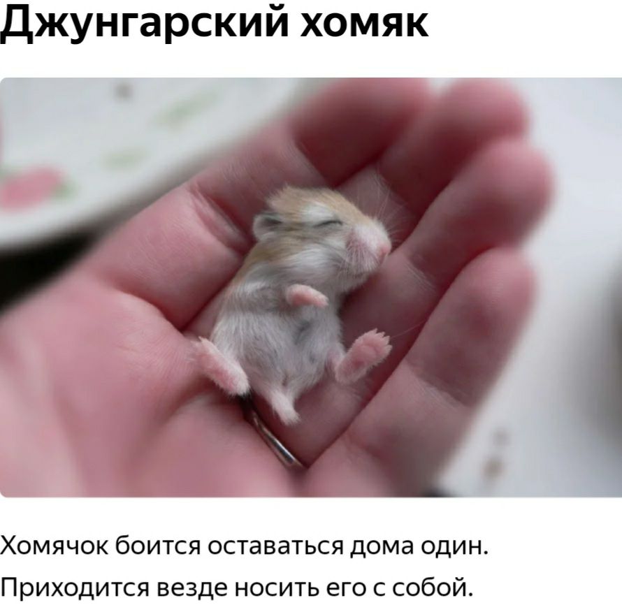 Джунгарский хомяк Хомячок боится оставаться дома один Приходится везде носить его с собой