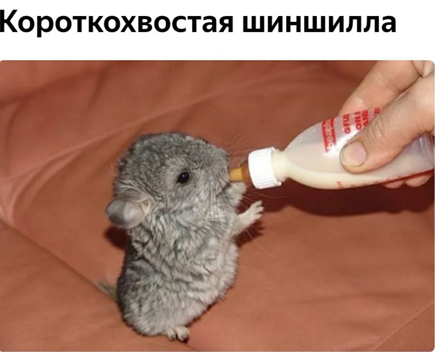 ОРОТКОХВОСТаЯ шиншилла