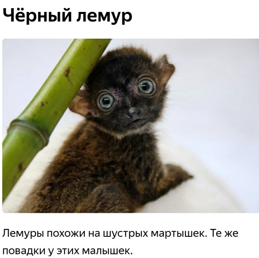 Чёрный лемур Лемуры похожи на шустрых мартышек Те же повадки у этих малышек