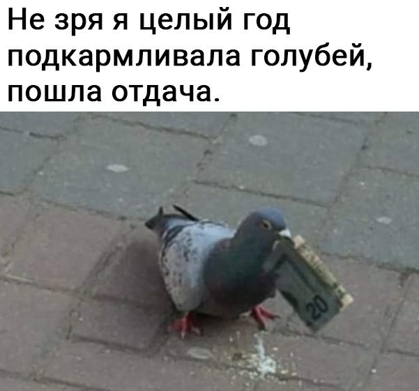 Не зря я целый год подкармливала голубей пошла отдача