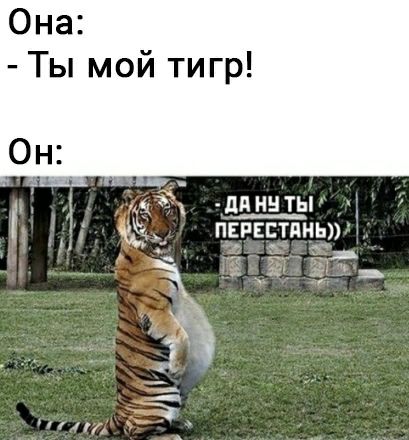Она Ты мой тигр