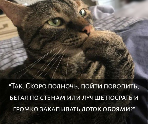 ТАК СКОРО ПОЛНОЧЬ ПОЙТИ ПОВОПИТЬ БЕГАЯ ПО СТЕНАМ ИЛИ ЛУЧШЕ ПОСРАТЬ И ГРОМКО ЗАКАПЫ ВАТЬ ПОТОК ОБОЯМИ