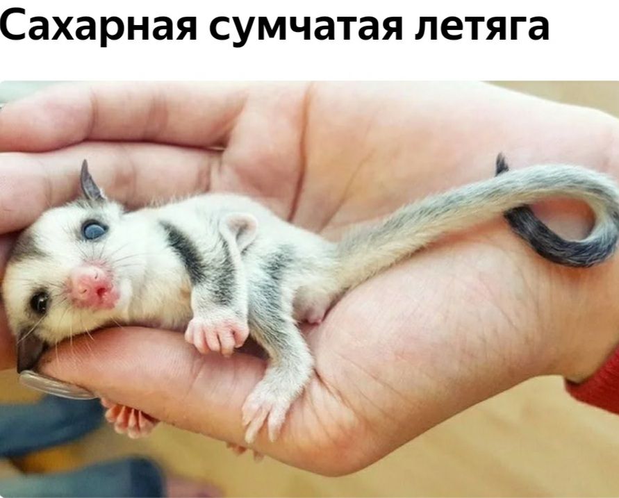 сахарная сумчатая летяга