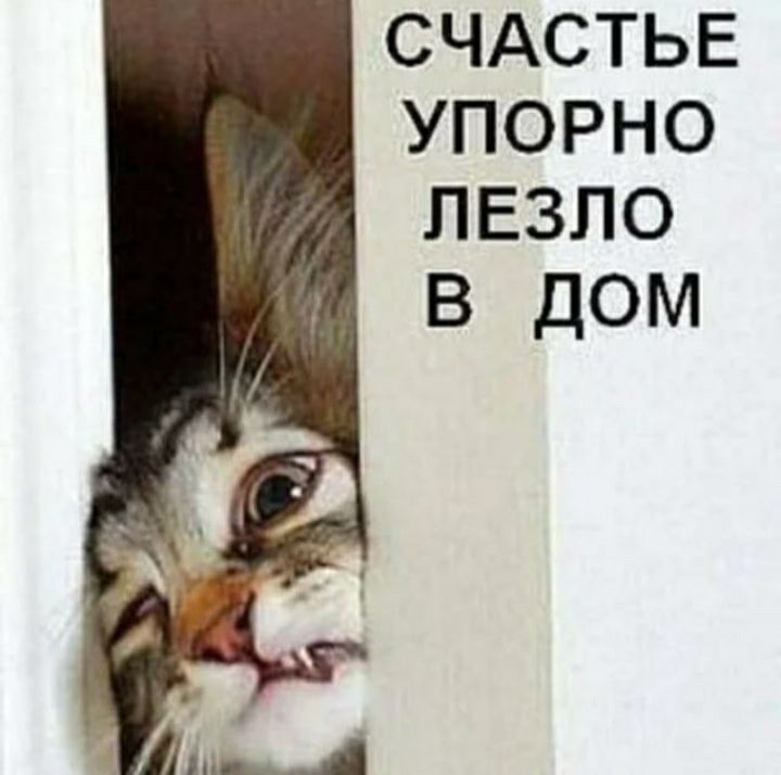 СЧАСТЬЕ УПОРНО ЛЕЗЛО В ДОМ