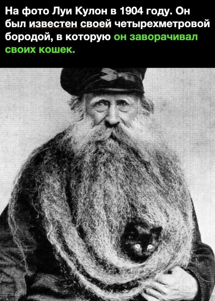На фото Луи Кулон в 1904 году Он был известен своей четырехметровой бородой в которую он эаворачивап своих кошек