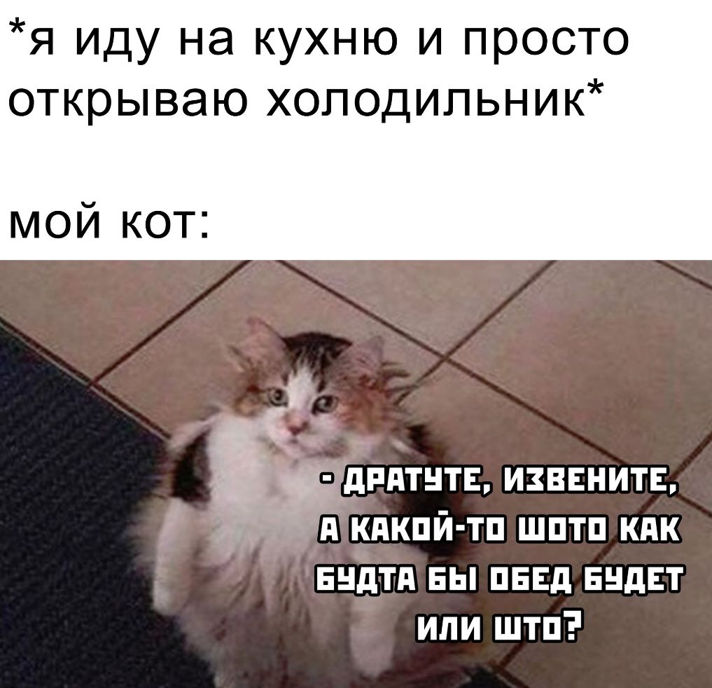 я иду на кухню и просто открываю хоподипьник мой кот 5дпдтнтв извенитв _ д кдкпй тп шптп кпк нндтд вы пнвд ЕНдЕТ или штп