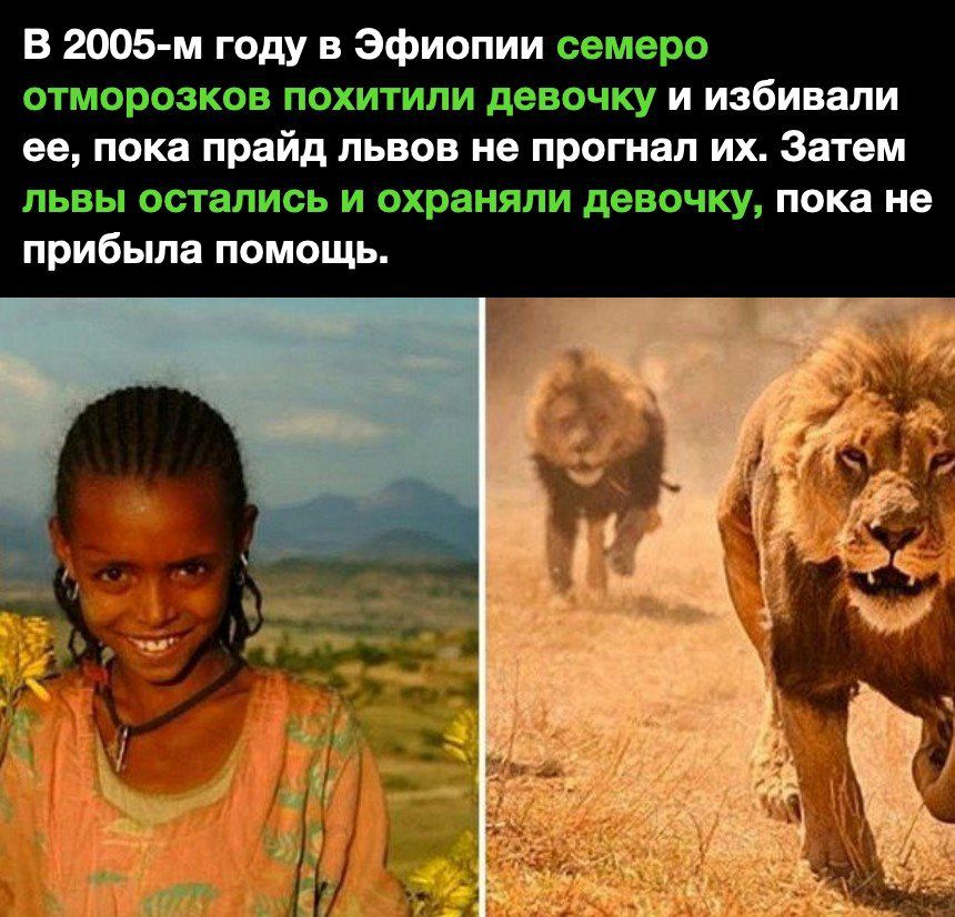 В 2005 м году в Эфиопии счита ЭТЫьЩЭЭЗЕКГЗВ гпшаитиши гавани и избивали ее пока прайд львов не прогнал их Затем львы ташъь штату Бсщки пока не прибыла помощь