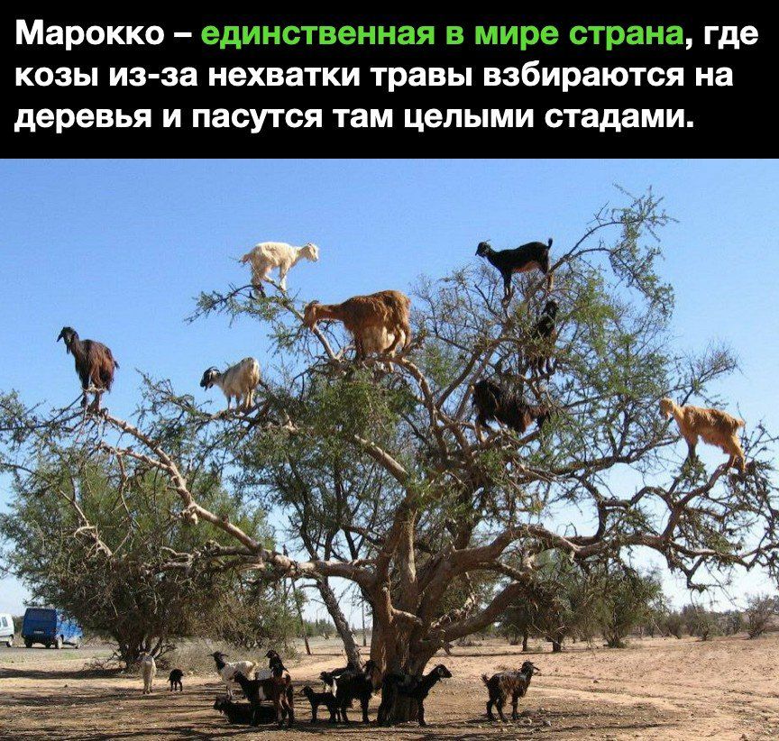 Марокко где козы из за нехватки травы взбираются на деревья и пасутся там целыми стадами