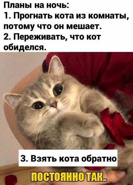 Планы на ночь 1 Прогнать кота из комнаты потому что он мешает 2 Переживать что кот обиделся д 3 Взять кота обратно