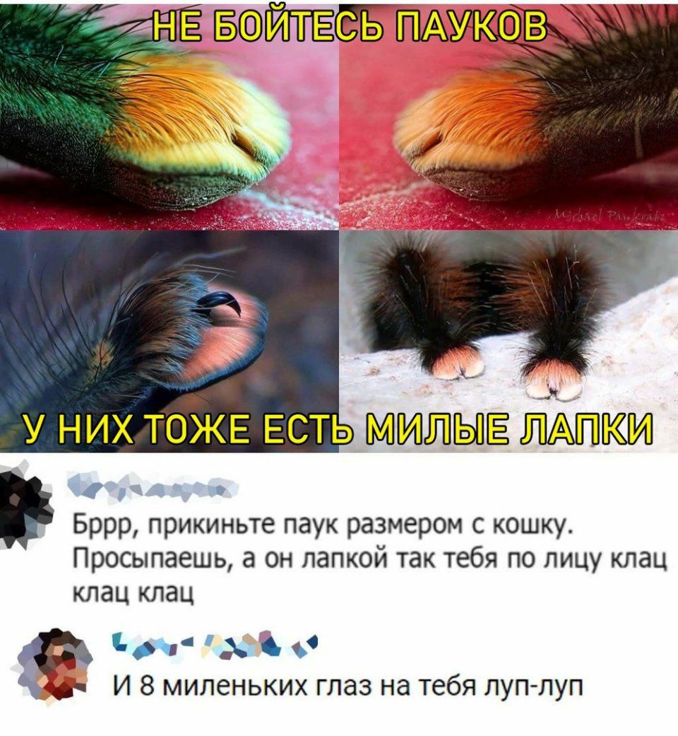 41 э В х у них ТОЖЕ ЕСТЬ ЫЕ Бррр ПРИКИНЬТе ПЭУК размером С КОШКУ ПРОСЫПЗЭШЬ а ОН ЛдПКОй ТЗК тебя ПО ЛИЦУ КЛдЦ КЛЗЦ КЛЗЦ он И 8 миленьких глаз на тебя луп луп