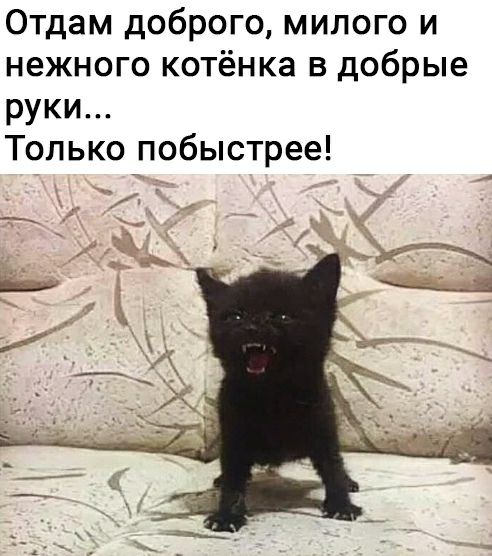 Отдам доброго милого и нежного котёнка в добрые руки Только побыстрее
