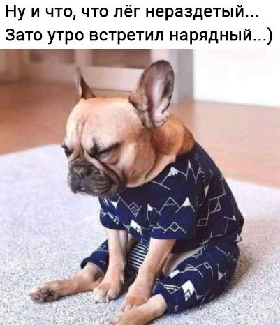 Ну и что что лёг нераздетый Зато утро встретил нарядный Ёж