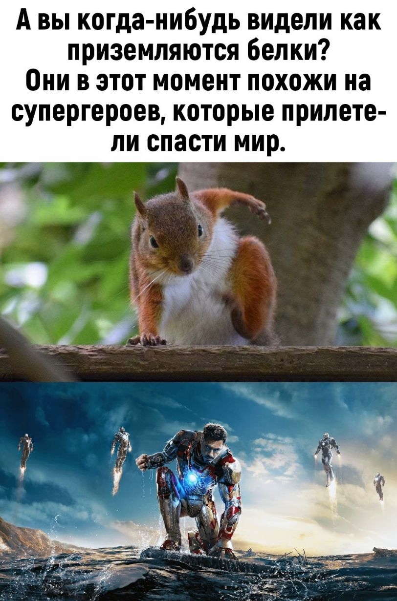 А вы когда нибудь видели как приземляются белки Они в этот момент похожи на супергероев которые прилете ли спасти мир 4