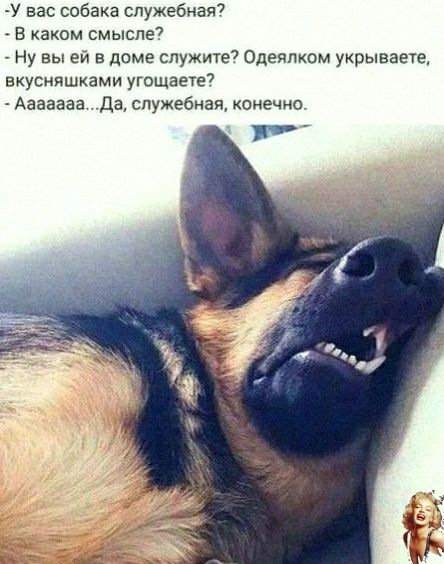 У вас собака служебная В каком смысле Ну вы ей в доме служит7 Одеяпком укрываете вкусняшками угощаете7 Ааааааа да служебная конечно