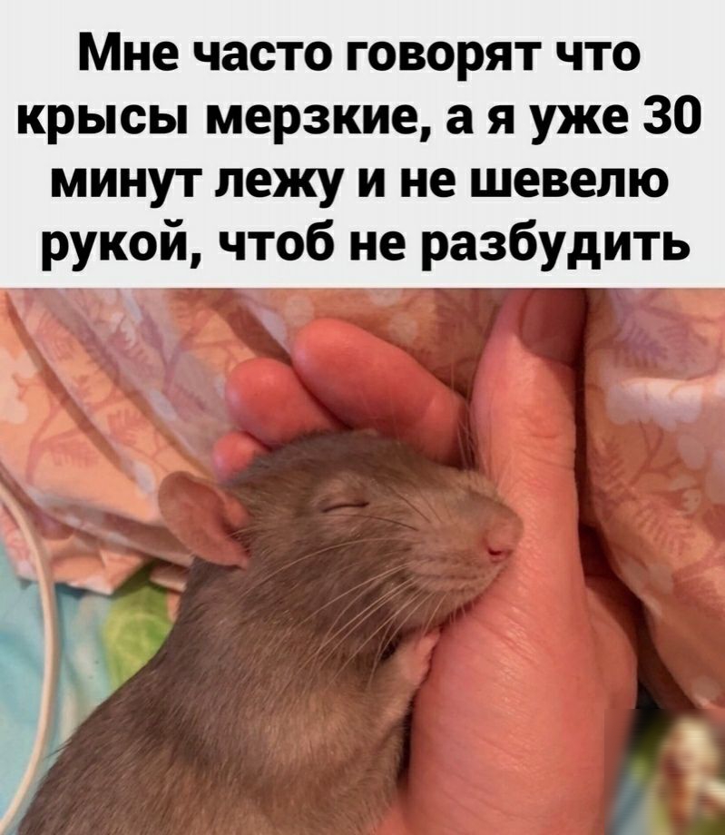 Мне часто говорят что крысы мерзкие а я уже 30 минут лежу и не шевелю рукой чтоб не разбудить