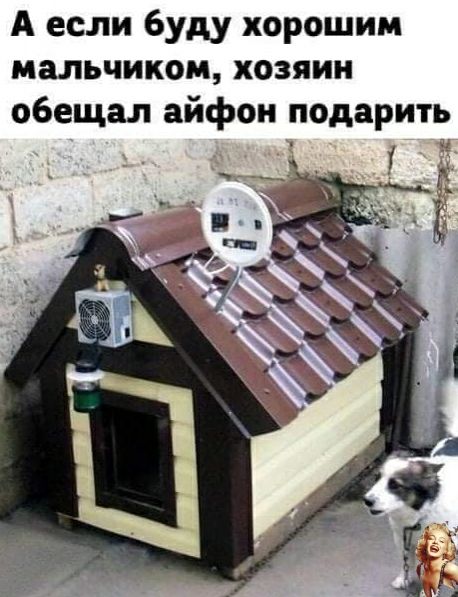 А если буду хорошим мальчиком хозяин обещал айфон подарить