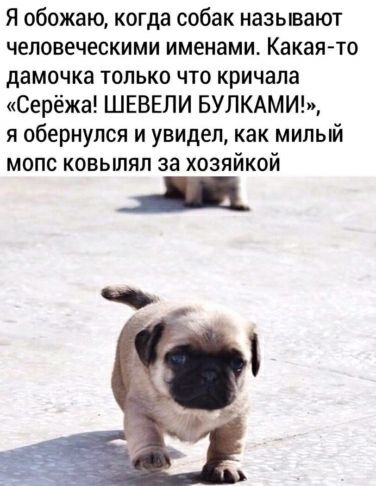 Я обожаю когда собак называют человеческими именами Какая то дамочка только что кричала Серёжа ШЕВЕЛИ БУЛКАМИ я обернулся и увидел как милый мопс ковьшяп за хозяйкой