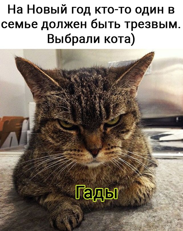 На Новый год кто то один в семье должен быть трезвым Выбрали кота