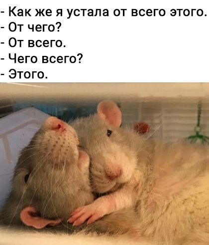Как же я устала от всего этого От чего От всего Чего всего Это