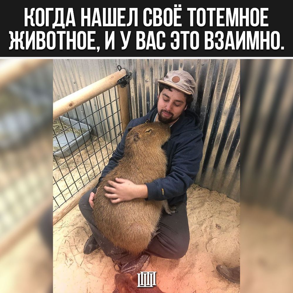 КОГДА НАШЕЛ СВОЁ ТОТЕМНОЕ ЖИВОТНОЕ И УВАВ ЭТО ВЗАИМНО а Я