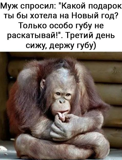 Муж спросил Какой подарок ты бы хотела на Новый год Только особо губу не раскатывай Третий день сижу держу губу