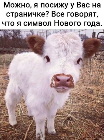 Можно я посижу у Вас на страничке Все говорят что я символ Нового года Ц