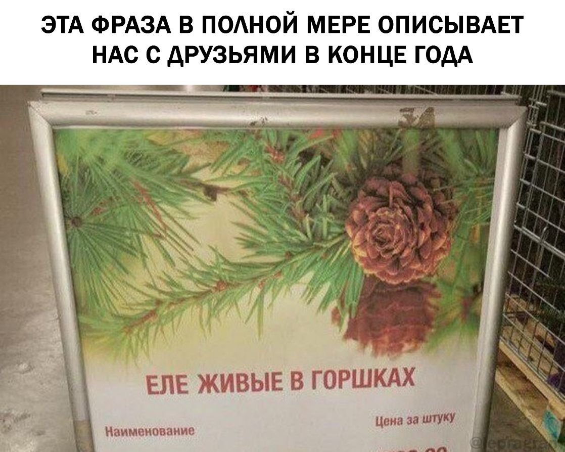ЭТА ФРАЗА В ПОАНОЙ МЕРЕ ОПИСЫВАЕТ НАС С дРУЗЬЯМИ В КОНЦЕ ГОДА ЕПЕ ЖИВЫЕ В ГОРШКАХ Наименоваиие