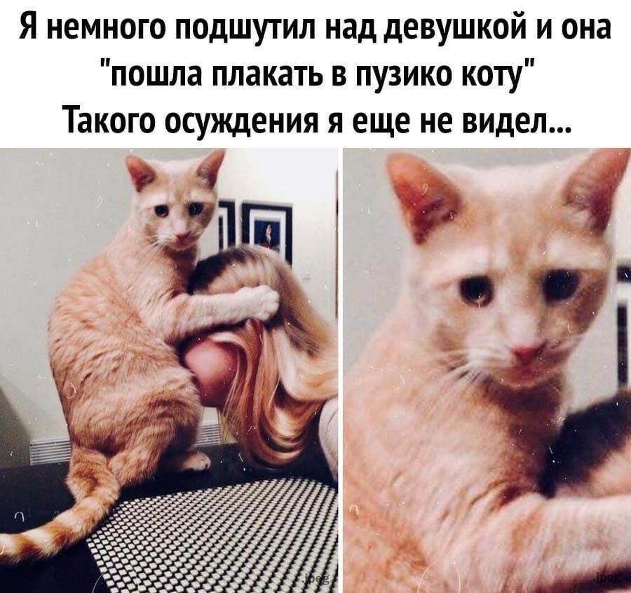 Я немного подшутил над девушкой и она пошла плакать в пузико коту Такого осуждения я еще не видел фп