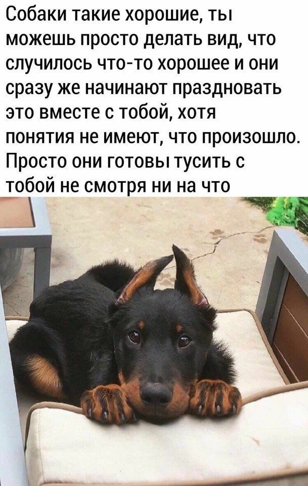 Собаки такие хорошие ты можешь просто делать вид что случилось что то хорошее и они сразу же начинают праздновать это вместе с тобой хотя понятия не имеют что произошло Просто они готовы тусить с тобой не смотря ни на что
