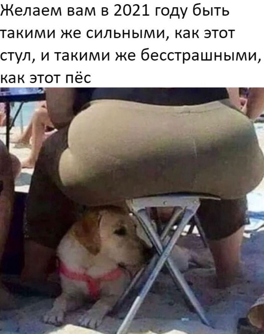 Желаем вам в 2021 году быть акими же сильными как этот стул и такими же бесстрашными как_этот пёс