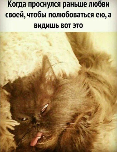 Когда проснулся раньше любви своей чтобы полюбоваться ею а видишь вот это